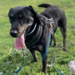 Mischling Sam, 09/2021, ca. 53 cm