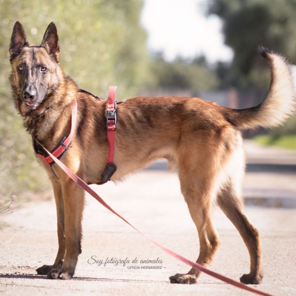 Malinois Siete, 02/2022, ca. 65 cm