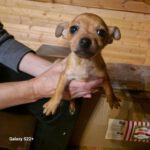 Mischling Sparky, 10/2024, Endgröße ca. 35 cm