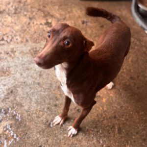 Podenco Toni, 02/2023, ca. 45 cm