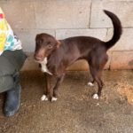 Podenco Toni, 02/2023, ca. 45 cm