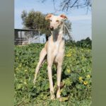 Galgo Torombo, 03/2020, ca. 67 cm