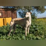 Galgo Torombo, 03/2020, ca. 67 cm