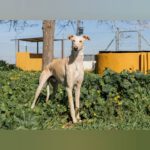 Galgo Torombo, 03/2020, ca. 67 cm