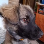 Mischling Yuma, 06/2024, Endgröße ca. 50 cm, 17121 Loitz