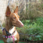 Podenco Maneto Zeño, 11/2021, ca. 35 cm