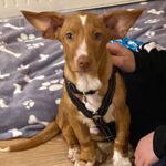 Podenco Maneto Ajax, 09/2023, ca. 30 cm, 18469 Karnin