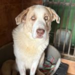 Mastin Alf, 01/2022, ca. 70 cm