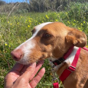 Podenco Athena, 09/2023, ca. 45 cm