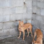 Podenco Banana, 01/2019, ca. 40 cm