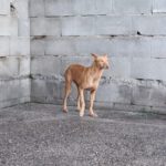 Podenco Banana, 01/2019, ca. 40 cm