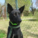 Malinois Mischling Bolonia, 08/2021, ca. 65 cm