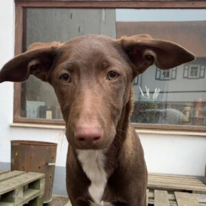 Podenco Bonito,10/2024, Endgröße ca. 50- 55 cm, 61191 Rodheim vor der Höhe