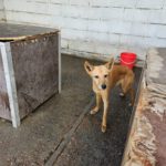 Podenco Calabaza, 03/2022, ca. 40 cm