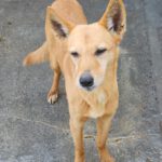 Podenco Calabaza, 03/2022, ca. 40 cm