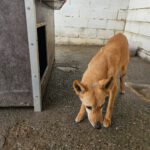 Podenco Calabaza, 03/2022, ca. 40 cm