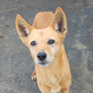 Podenco Calabaza, 03/2022, ca. 40 cm