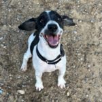 Wasserhund Cartón, 08/2019, ca. 40 cm