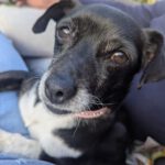 Mischling Charlotte, 12/2019, ca. 30 cm, 51373 Leverkusen