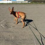 Podenco Chicho el guapo, 01/2019, ca. 40 cm