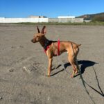 Podenco Chicho el guapo, 01/2019, ca. 40 cm