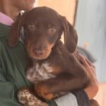 Podenco Mischling Chocolate, 10/2024, Endgröße ca. 45 cm