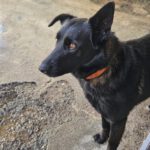 Schäferhund Mischling Cora, 01/2021, ca. 55- 60 cm