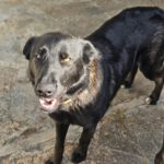 Schäferhund Mischling Cora, 01/2021, ca. 55- 60 cm
