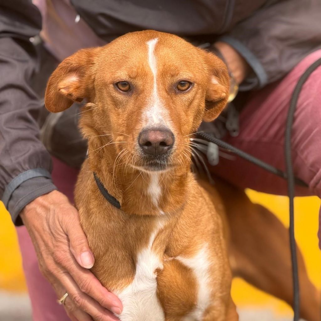 Podenco Dama, 03/2020, ca. 45 cm