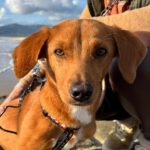 Podenco Mischling Dobby, 02/2023, ca. 45 cm