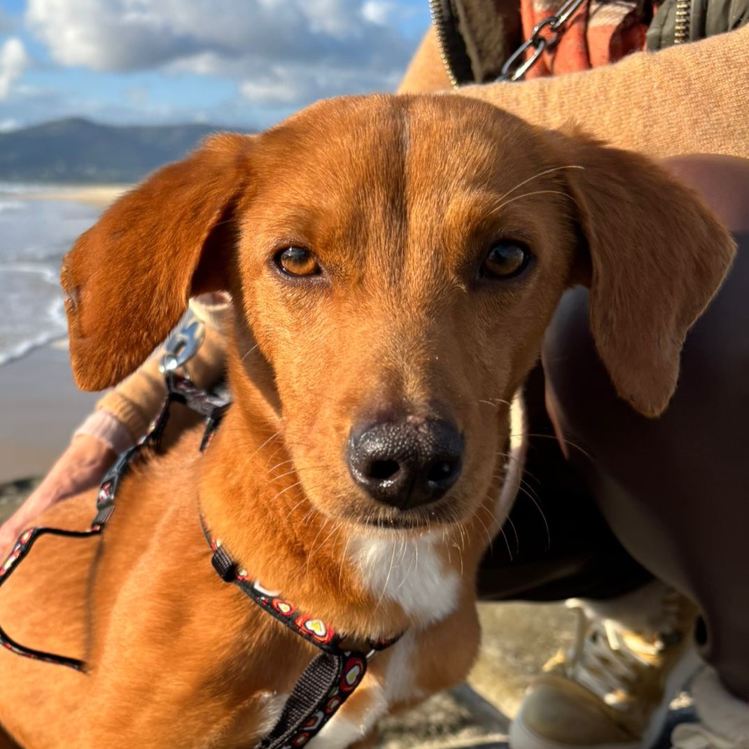 Podenco Mischling Dobby, 02/2023, ca. 45 cm