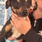 Pinscher Mischling Dougie, 08/2023, ca. 25 cm