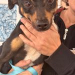 Pinscher Mischling Dougie, 08/2023, ca. 25 cm