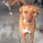 Podenco Ducelina, 03/2020, ca. 45 cm