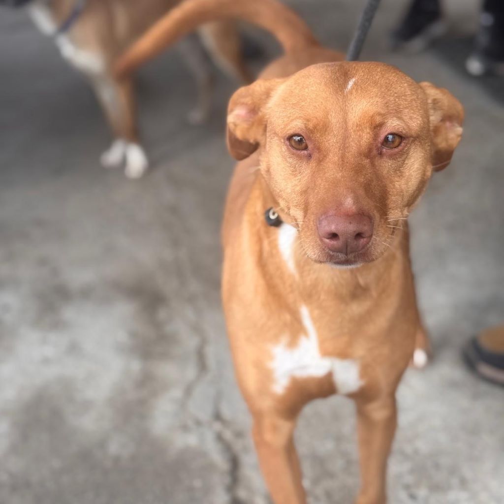 Podenco Ducelina, 03/2020, ca. 45 cm