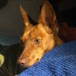 Podenco Edward, 12/2022, ca. 45 cm, 12161 Berlin