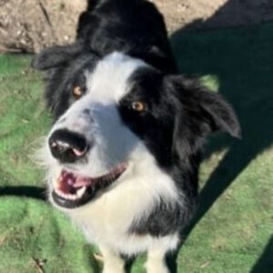 Border Collie Elton, 05/2023, ca. 50 cm