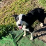 Border Collie Elton, 05/2023, ca. 50 cm