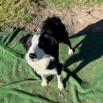 Border Collie Elton, 05/2023, ca. 50 cm