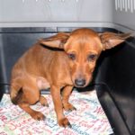 Podenco Felix, 08/2028, ca. 38 cm