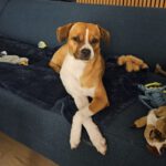 Mischling Galatea, 09/2018, ca. 40 cm, 22605 Hamburg