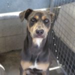 Mischling Grey, 01/2024, ca. 55 cm