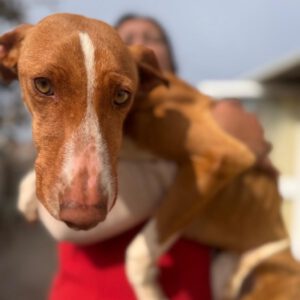 Podenco Irene, 02/2023, ca. 45 cm