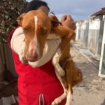 Podenco Irene, 02/2023, ca. 45 cm