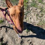 Podenco Canario Iron,11/2023, ca. 60 cm