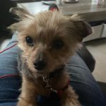 Yorkshire Terrier Jose Luis,12/2021, ca. 25 cm, 98630 Römhild