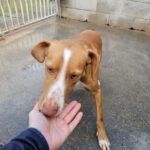 Podenco Kaleb, 05/2023, ca. 45 cm