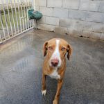 Podenco Kaleb, 05/2023, ca. 45 cm