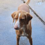 Podenco Kaleb, 05/2023, ca. 45 cm