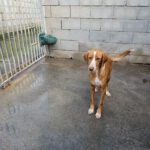 Podenco Kaleb, 05/2023, ca. 45 cm